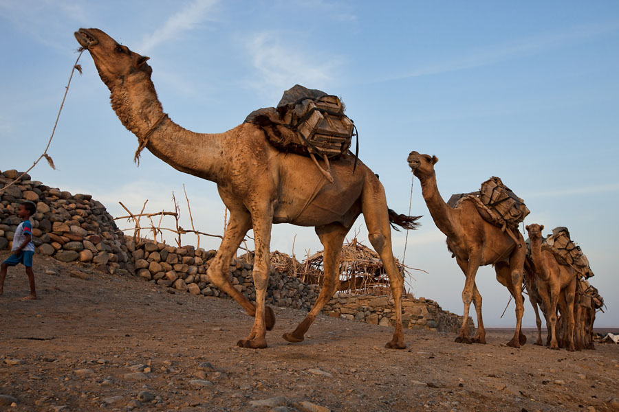  Salt workers are coming home after a hard day work on Lake Asale   Ethiopia